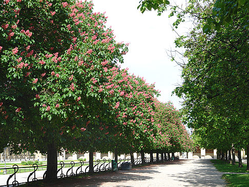 Hofgarten